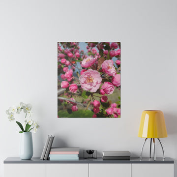 Blossoming Serenity: Pink Spring Blossoms - Stretched Canvas