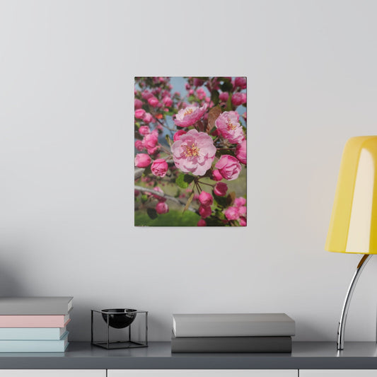 Blossoming Serenity: Pink Spring Blossoms - Stretched Canvas